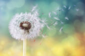 Image of dandelion.