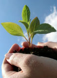 Image of hand holding plant